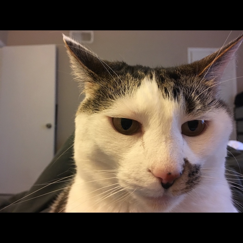 Meet your Posher, Tiffany